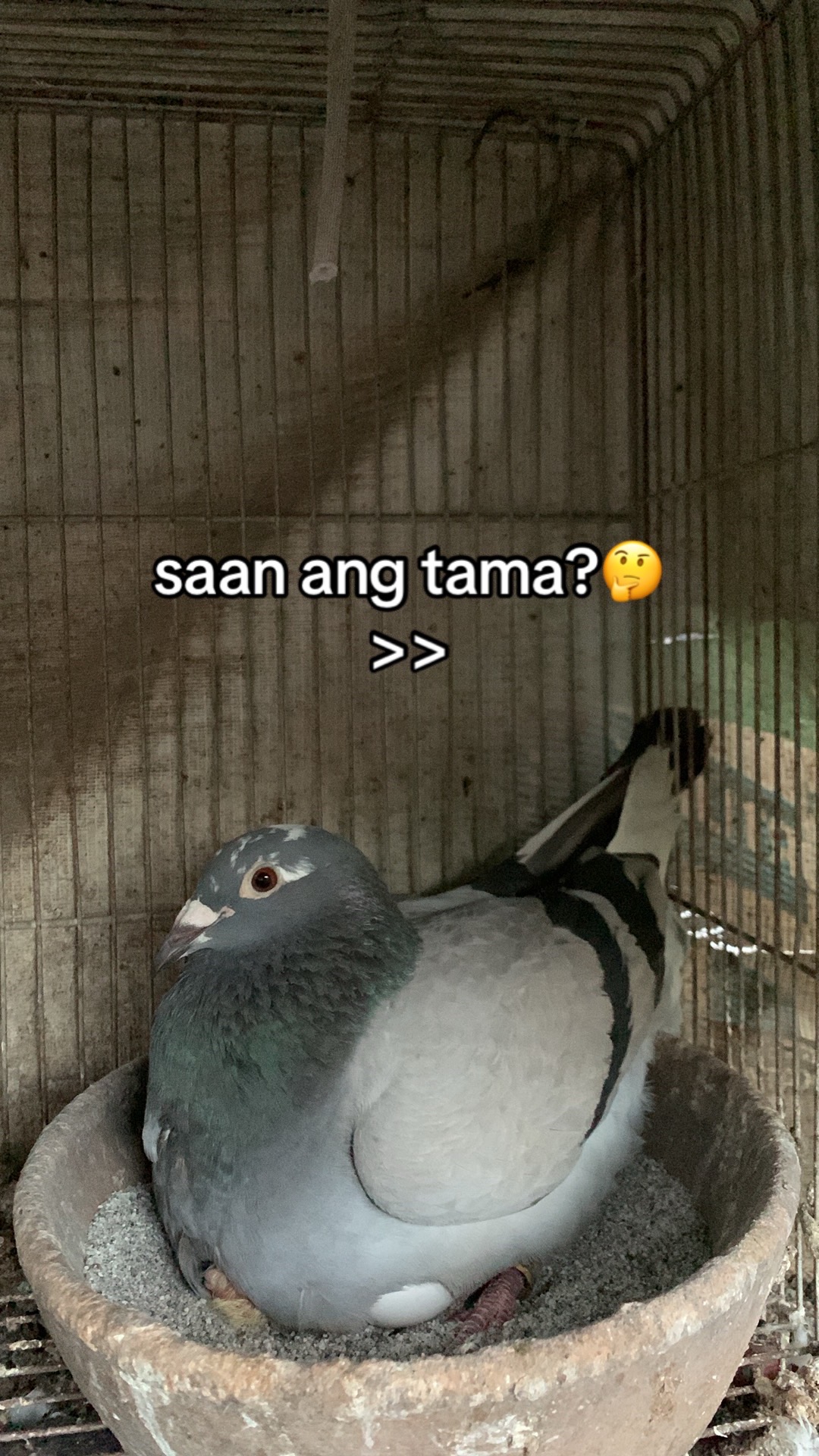 @PAOLOFT TV