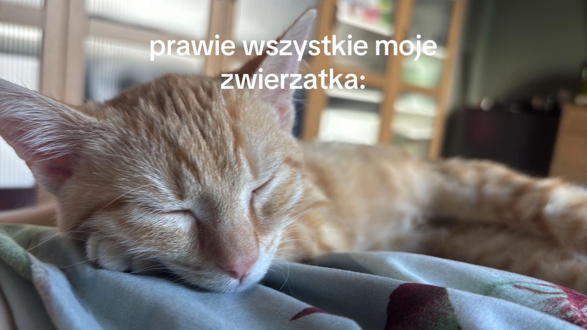 @cutlayki