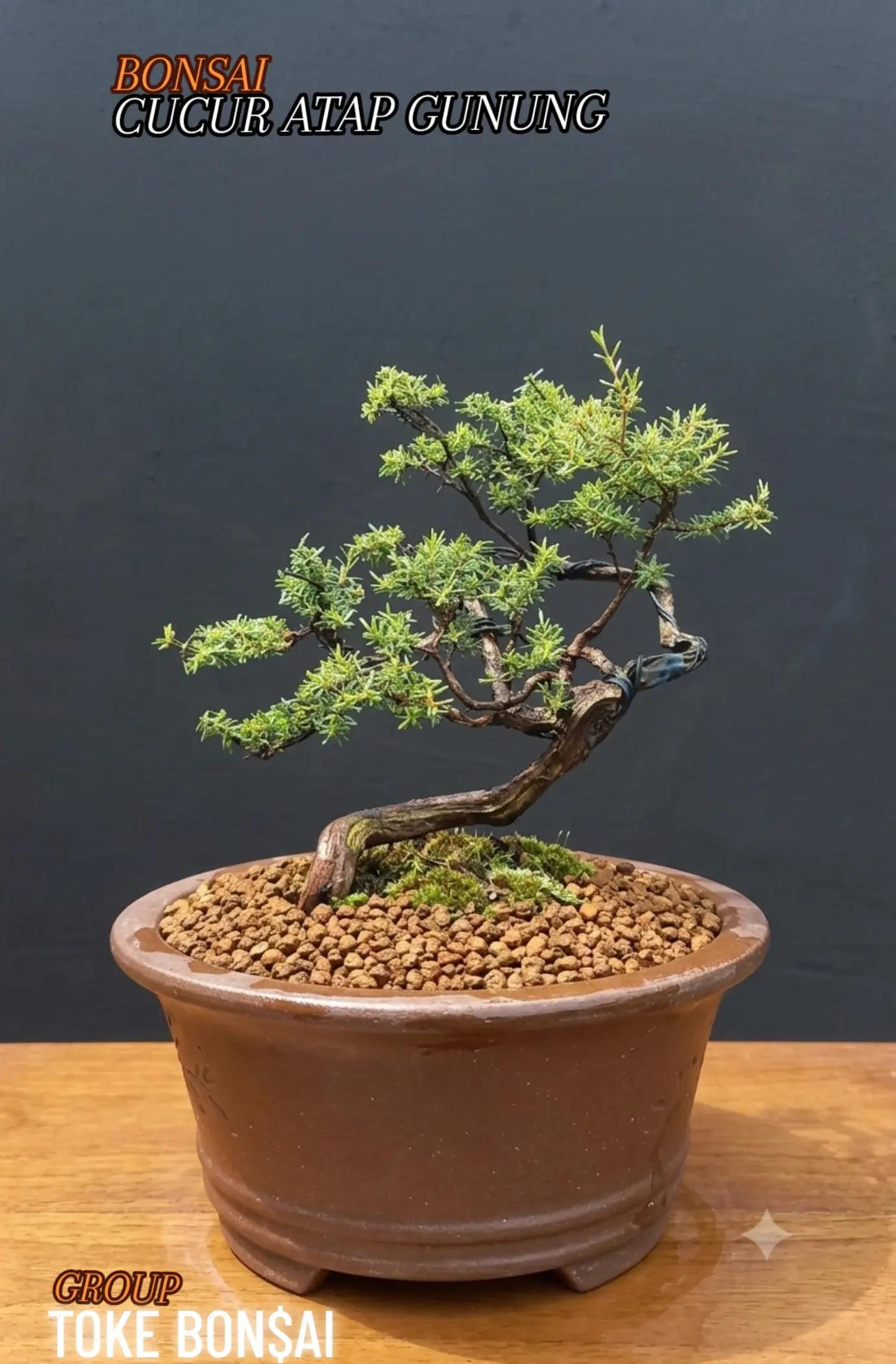 @Toke bonsai galeri