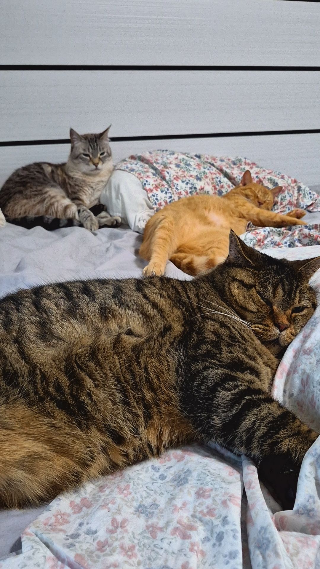@wonderwoman Cats
