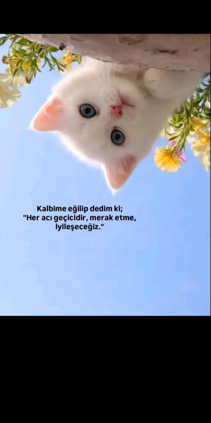 @🍂Zeynep 🍂Halil🍂