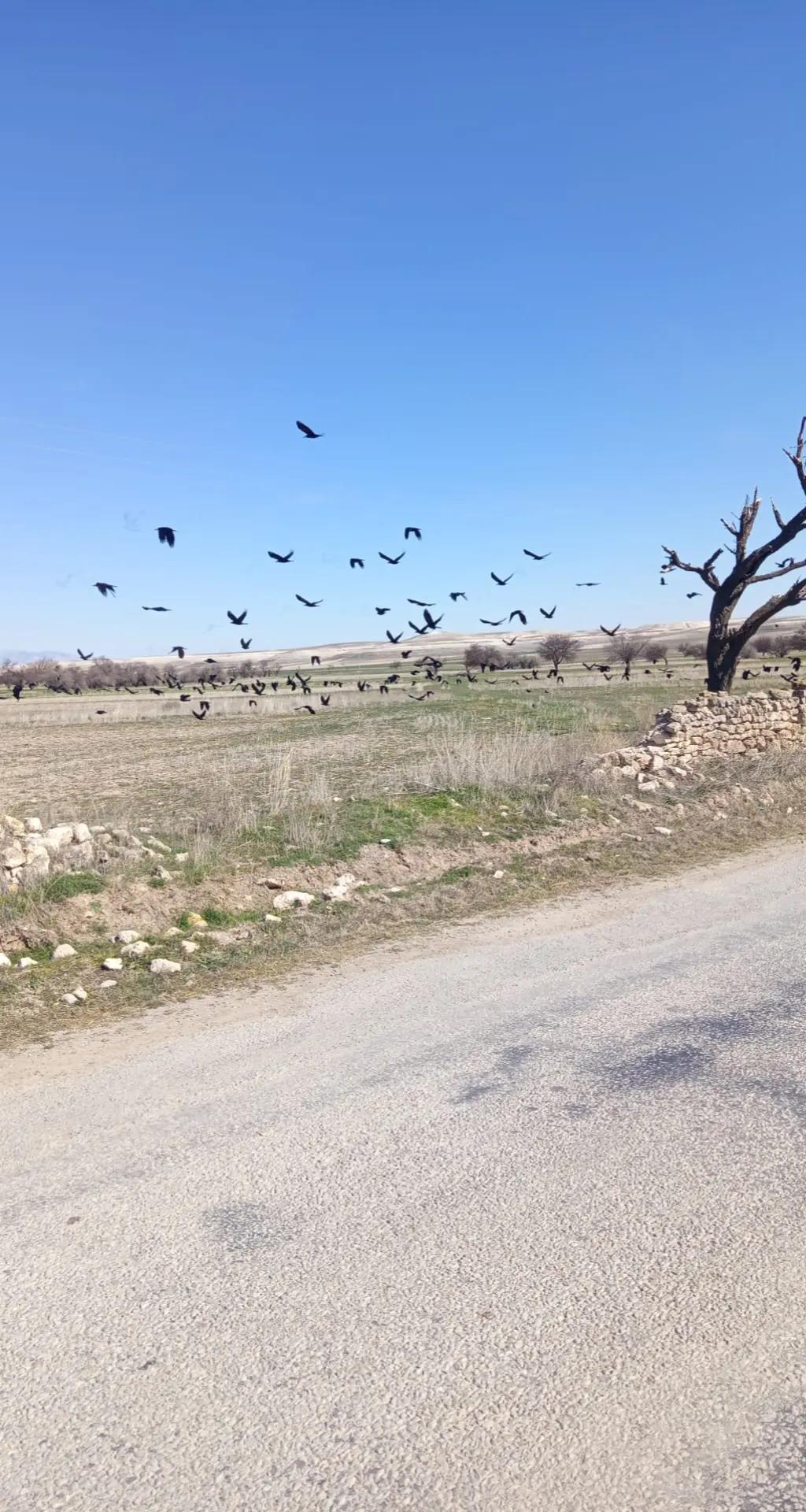 @Basoglu