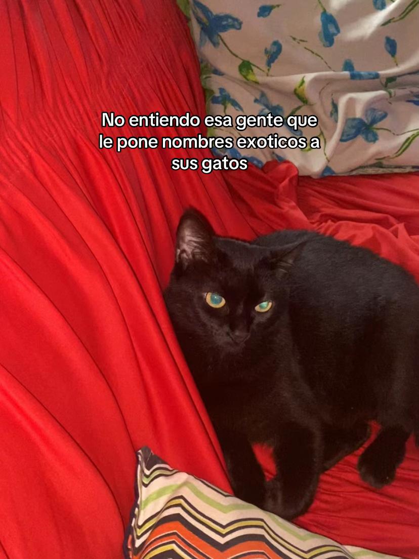 @xiooo
