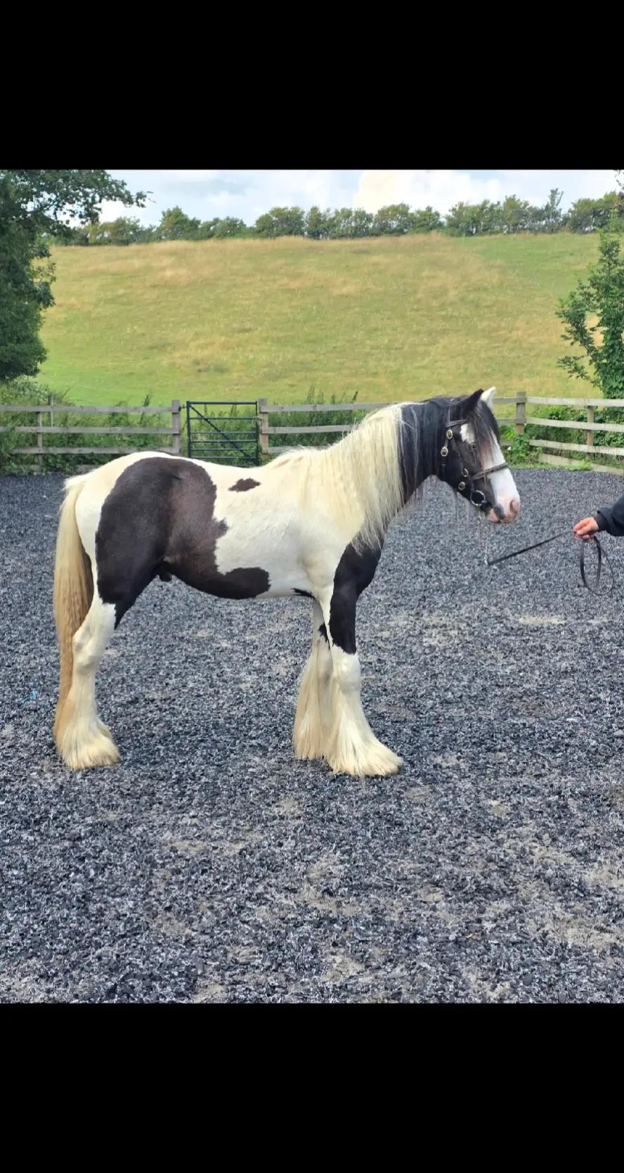 @Miniature horses