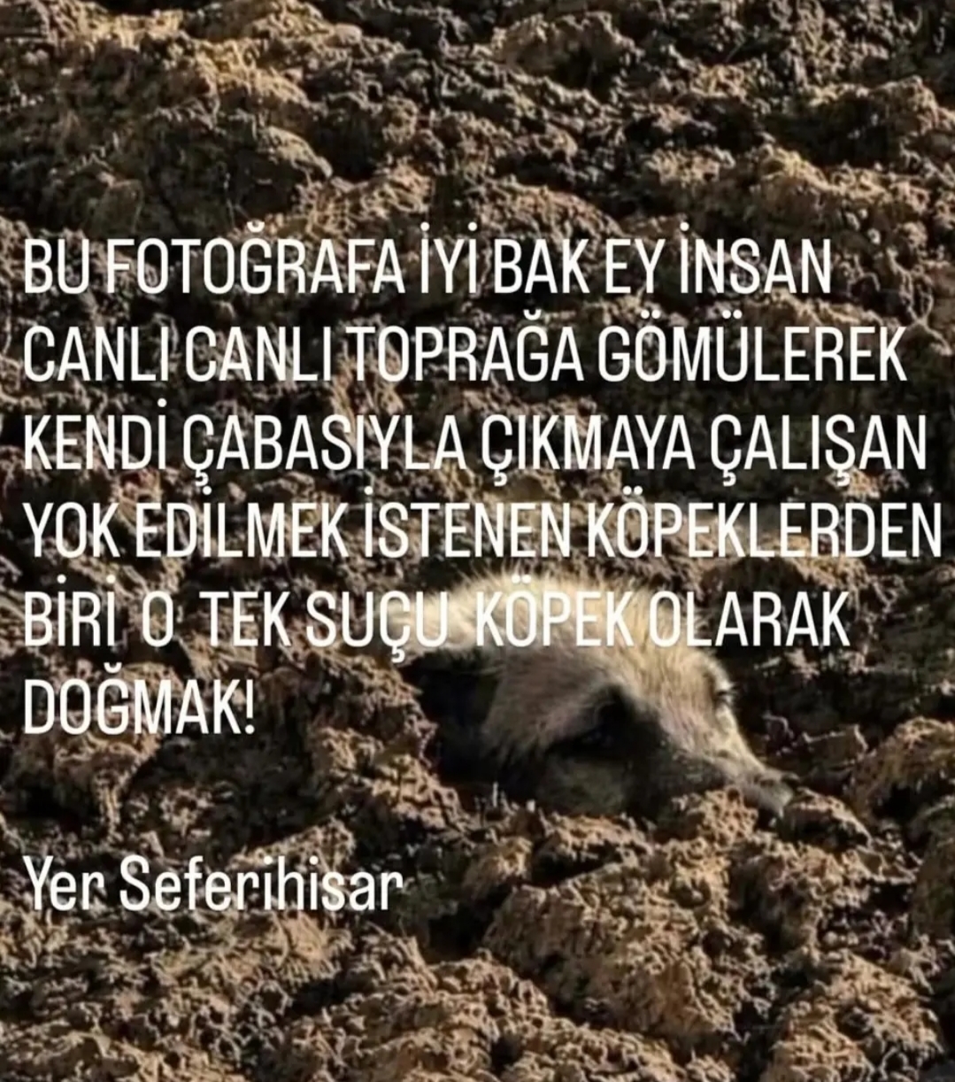 @Yildiz Rizeli 53 34