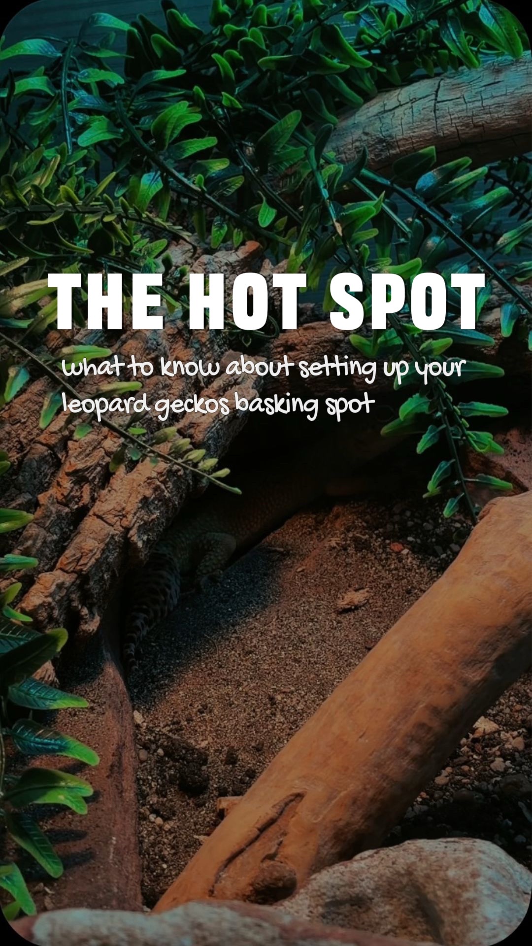 @Sydney | Leopard Gecko Nerd🦎