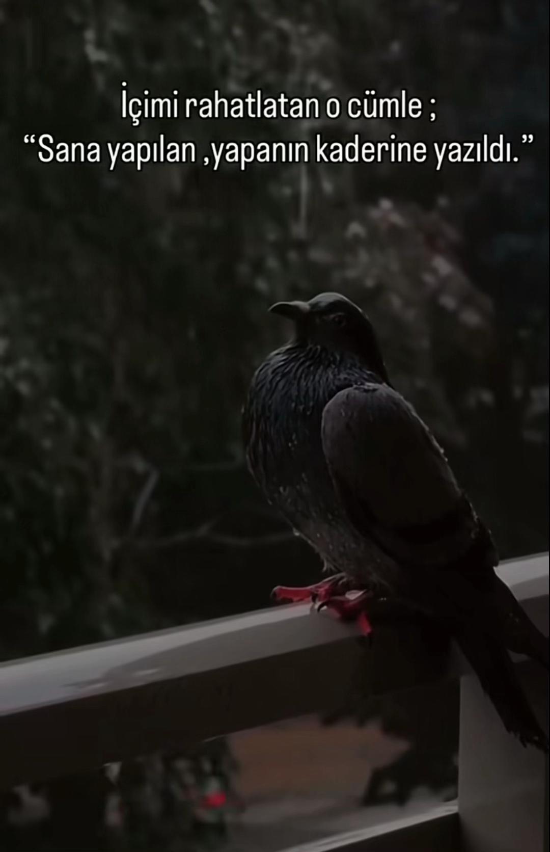 @Biraz delilik biraz felsefe