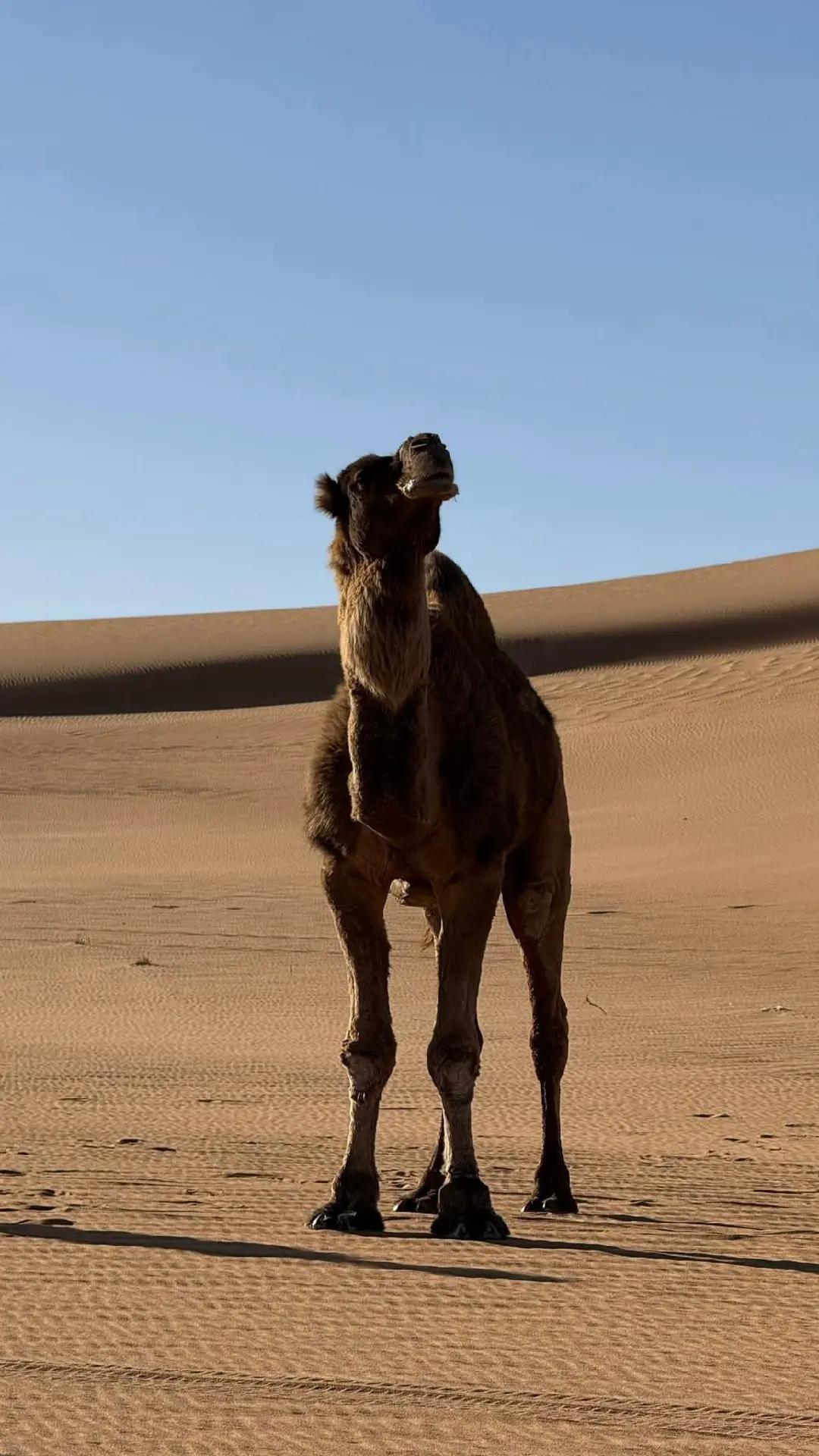 @الشر219يف