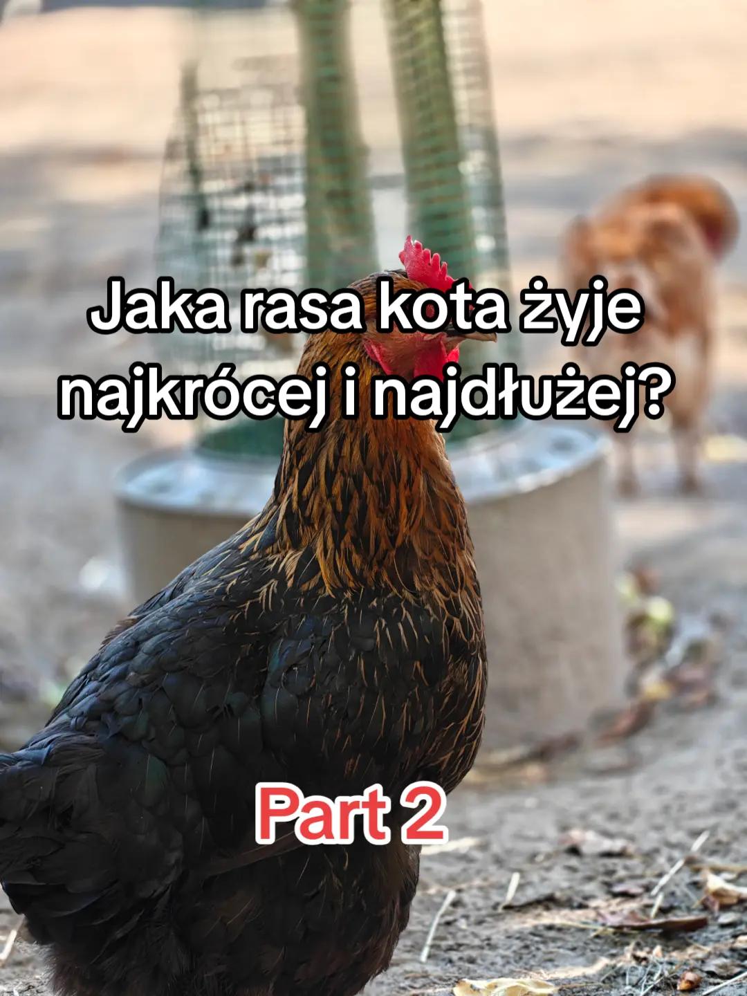 @KochamKurki❤️🐔