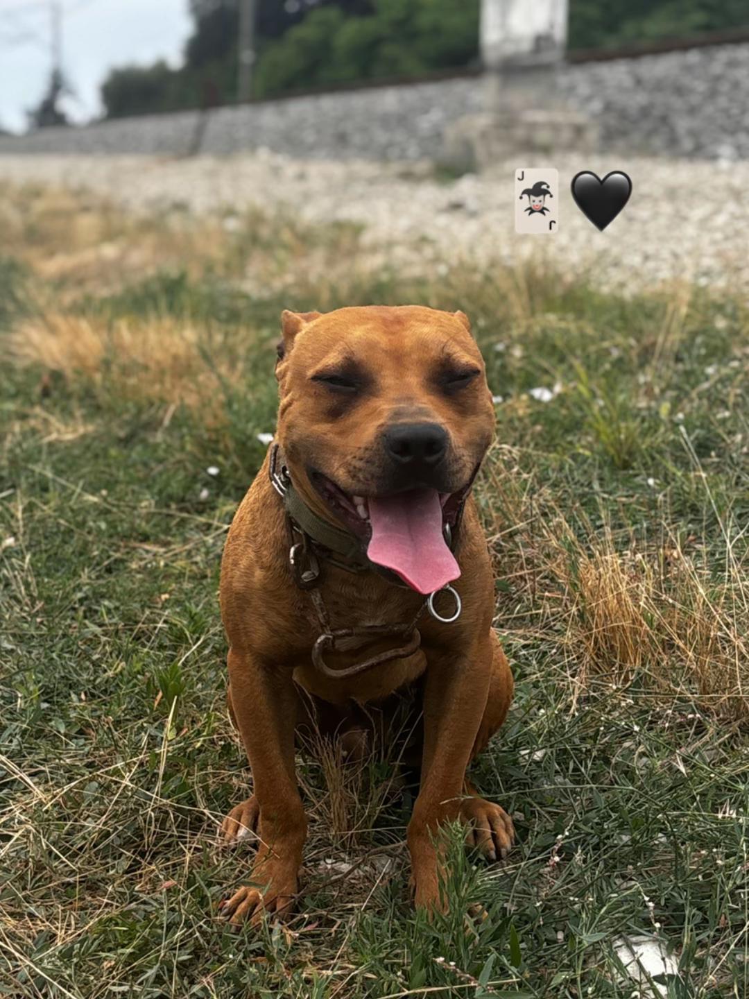 @Joker_pit8