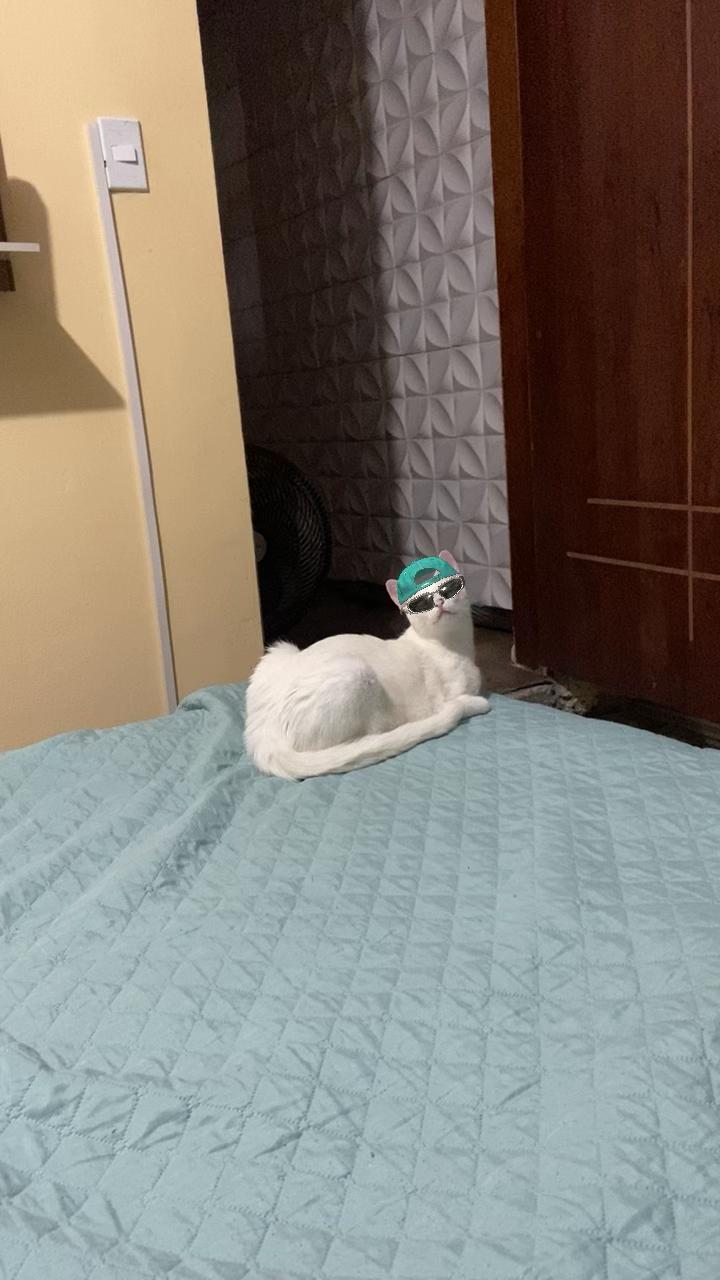 @Karoleos12gatos