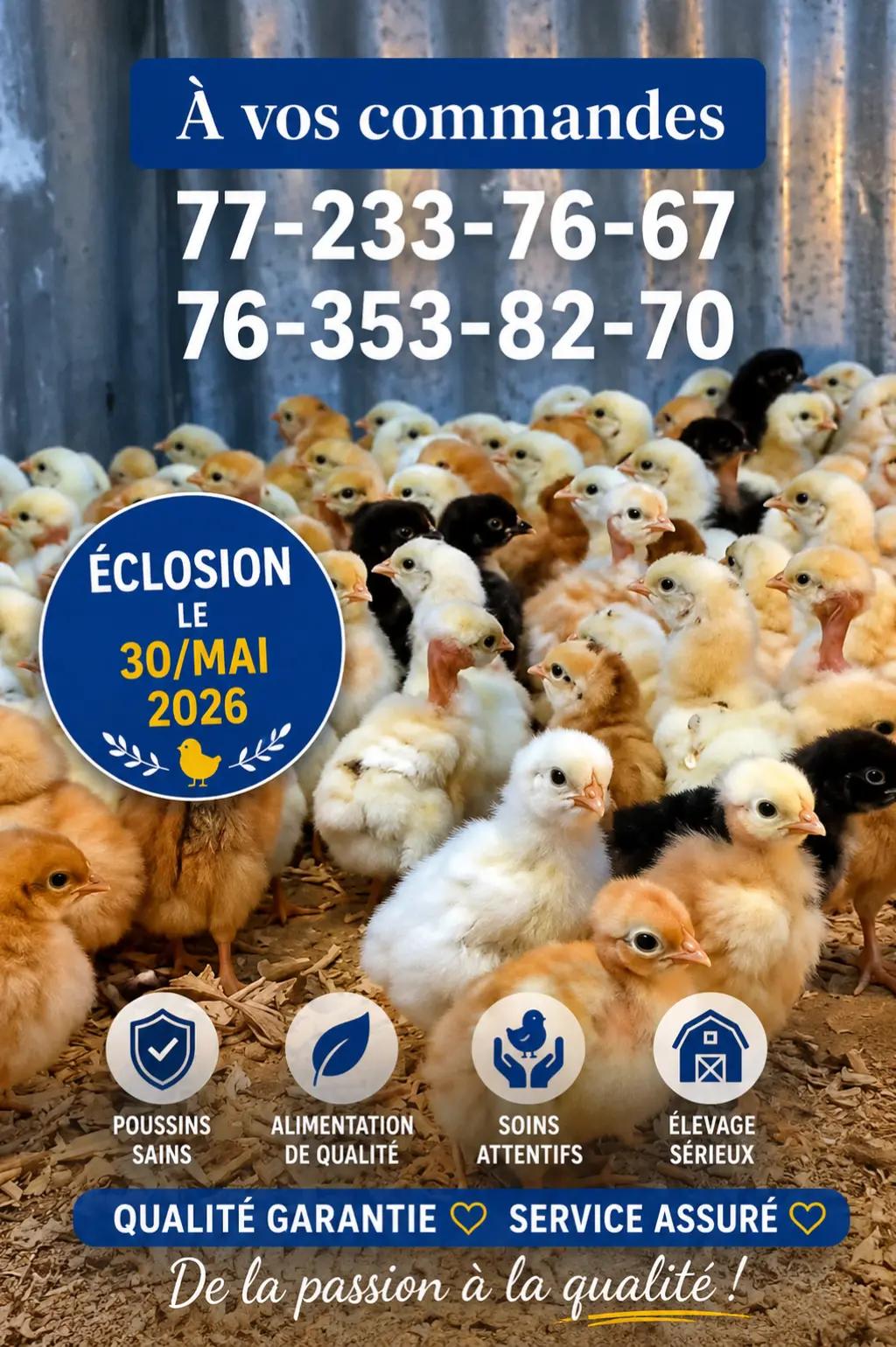 @NDIAYE-BREEDING 🐔