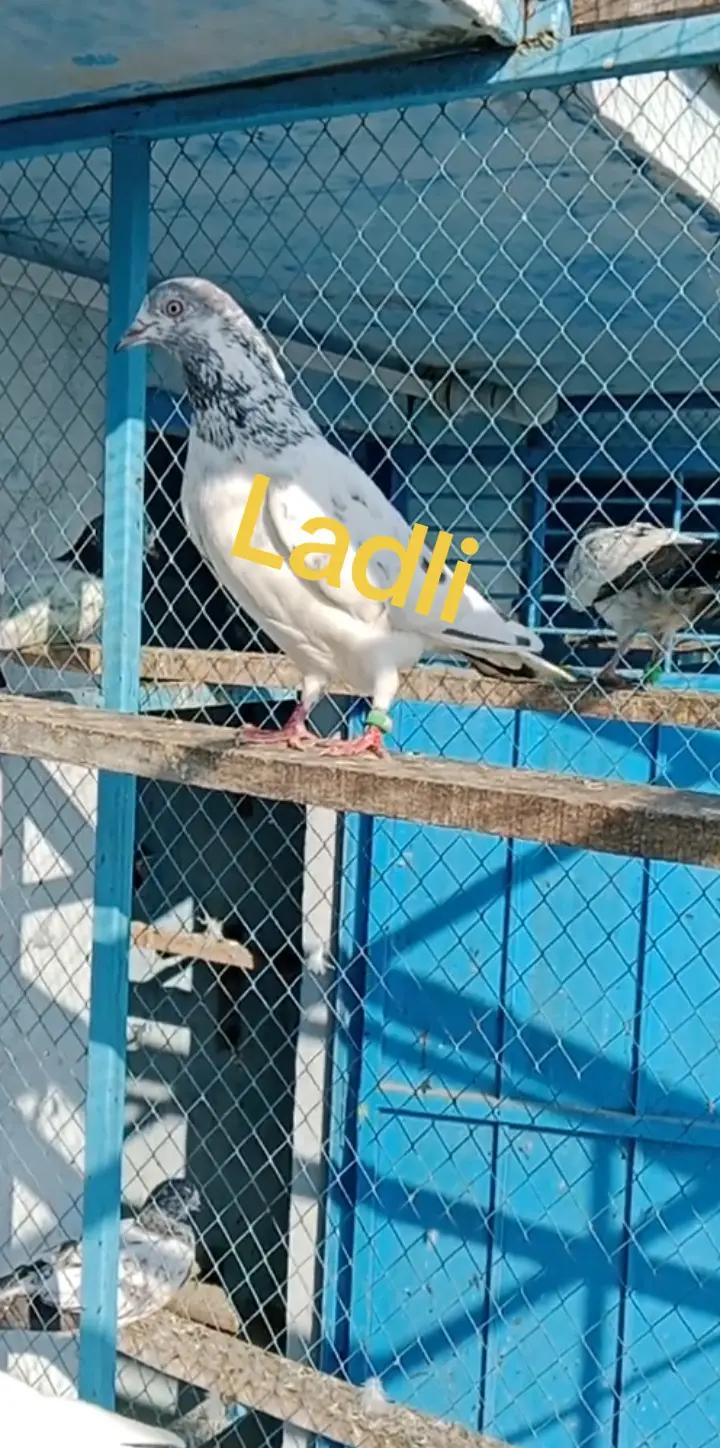 @waqarsulehri555