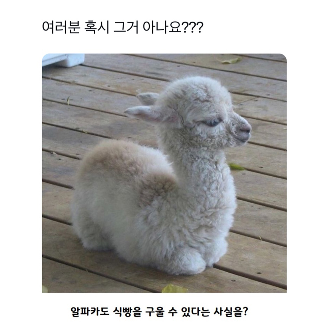 @로이젤
