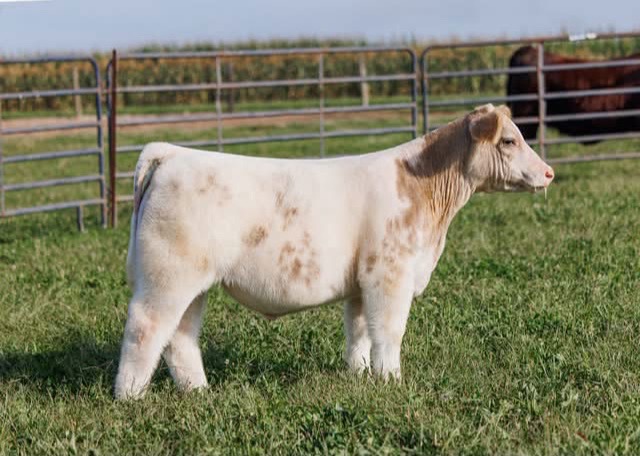 @Matt Lautner Cattle USA