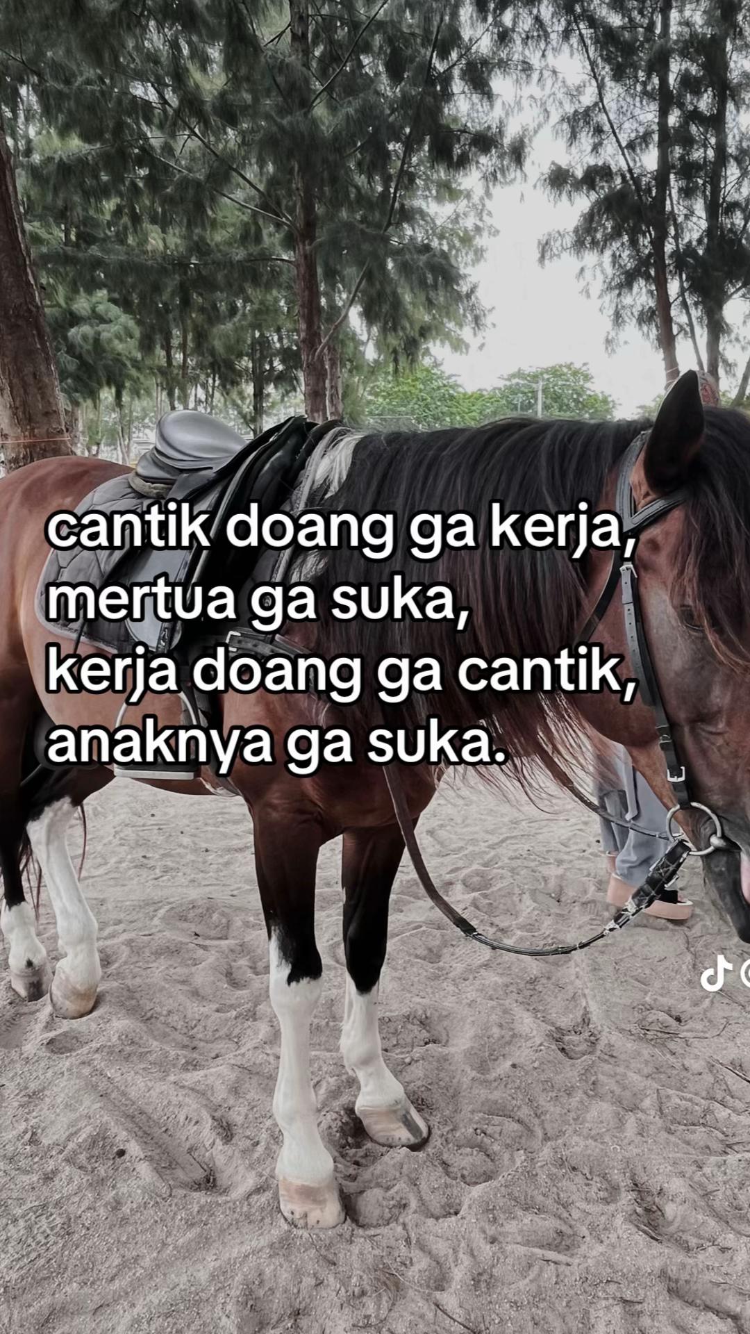 @﮼کامليا