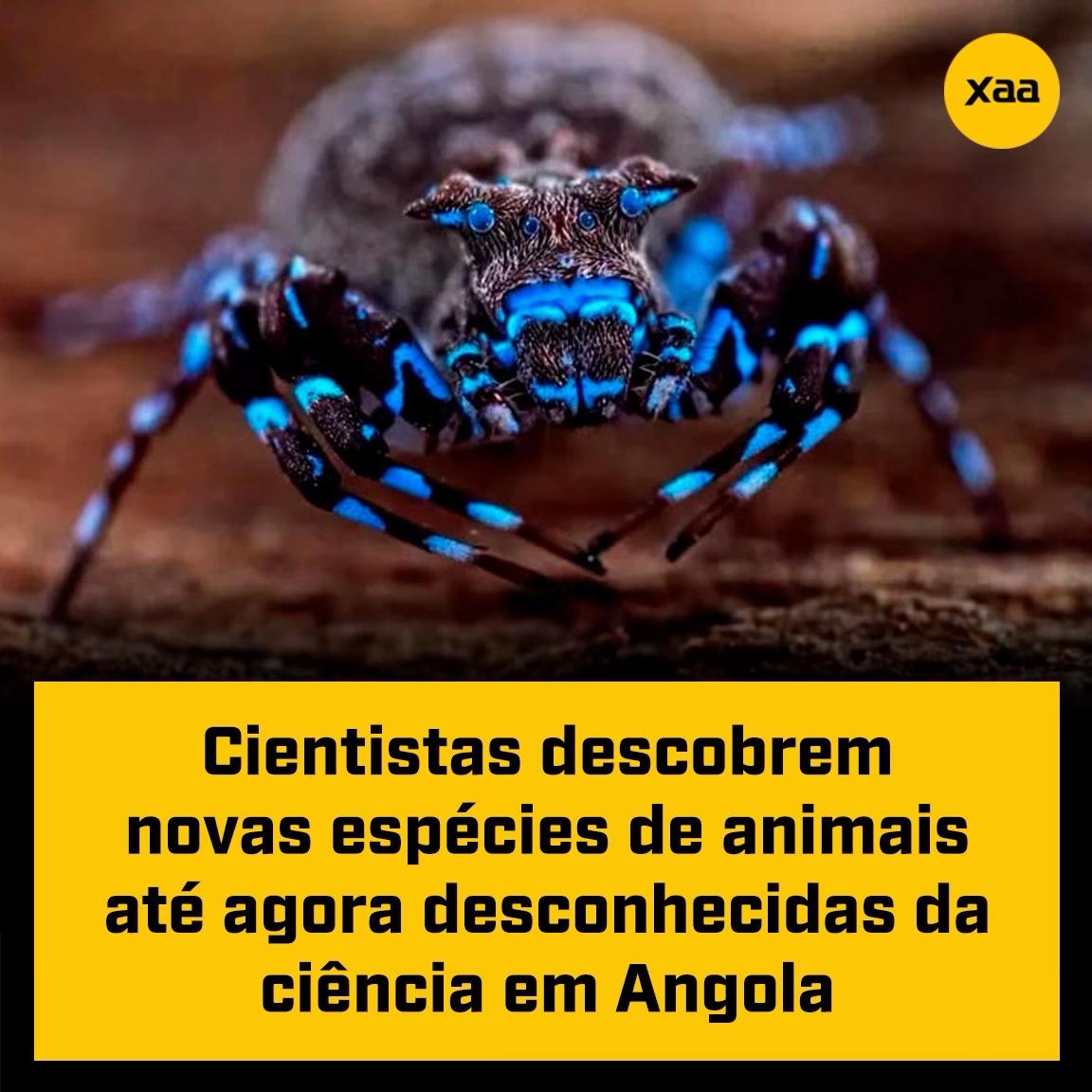 @xaa.oficial