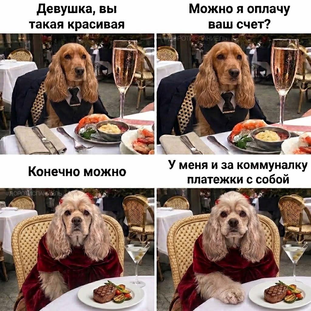 @Донна Дороти 🐶