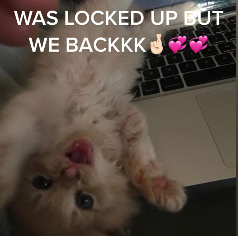 @🐈⬛