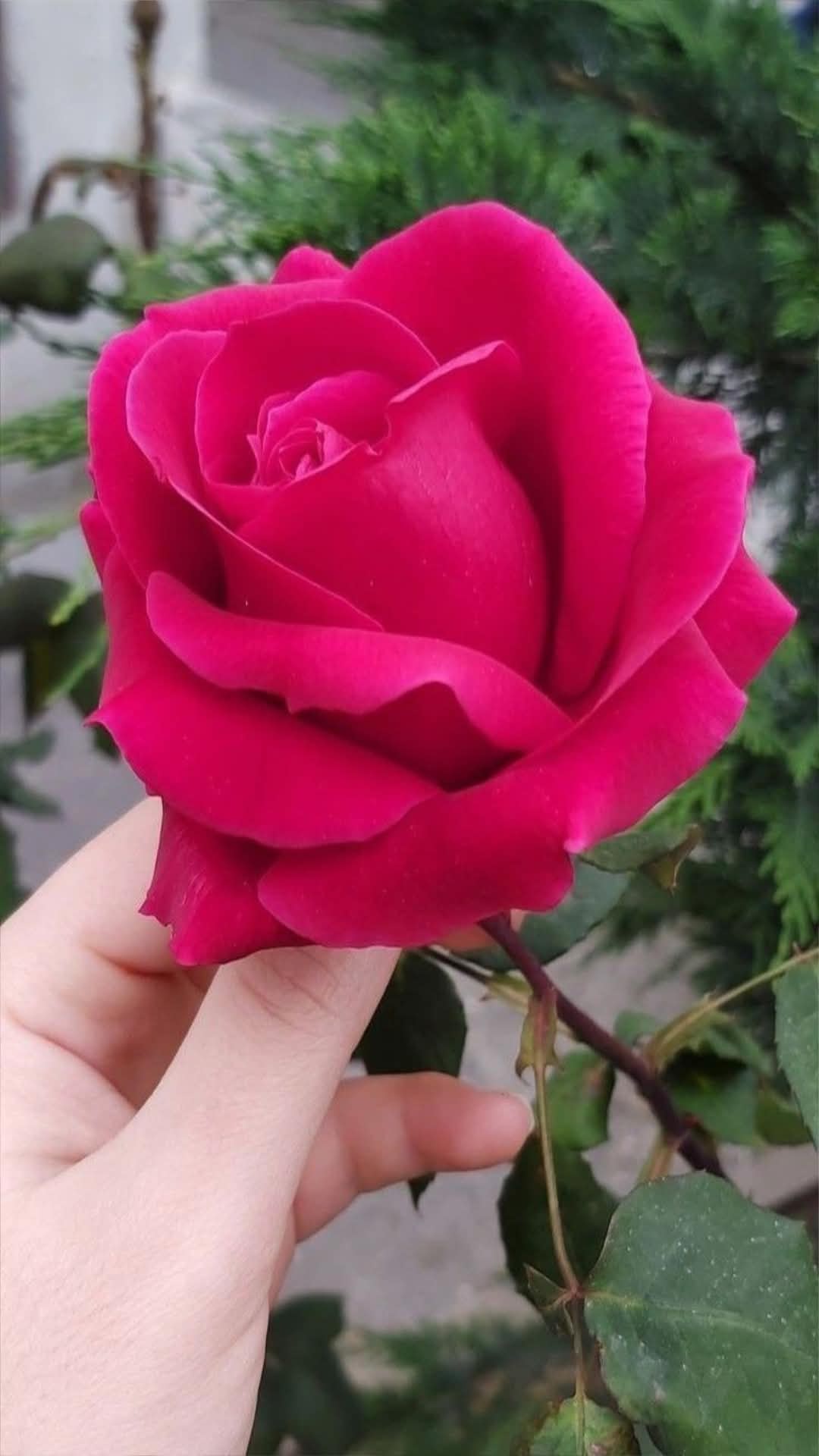 @🥀Beyaz kelebek 1313🥀