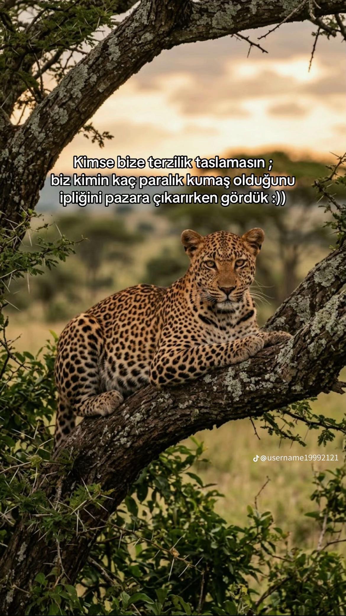 @Furkan44