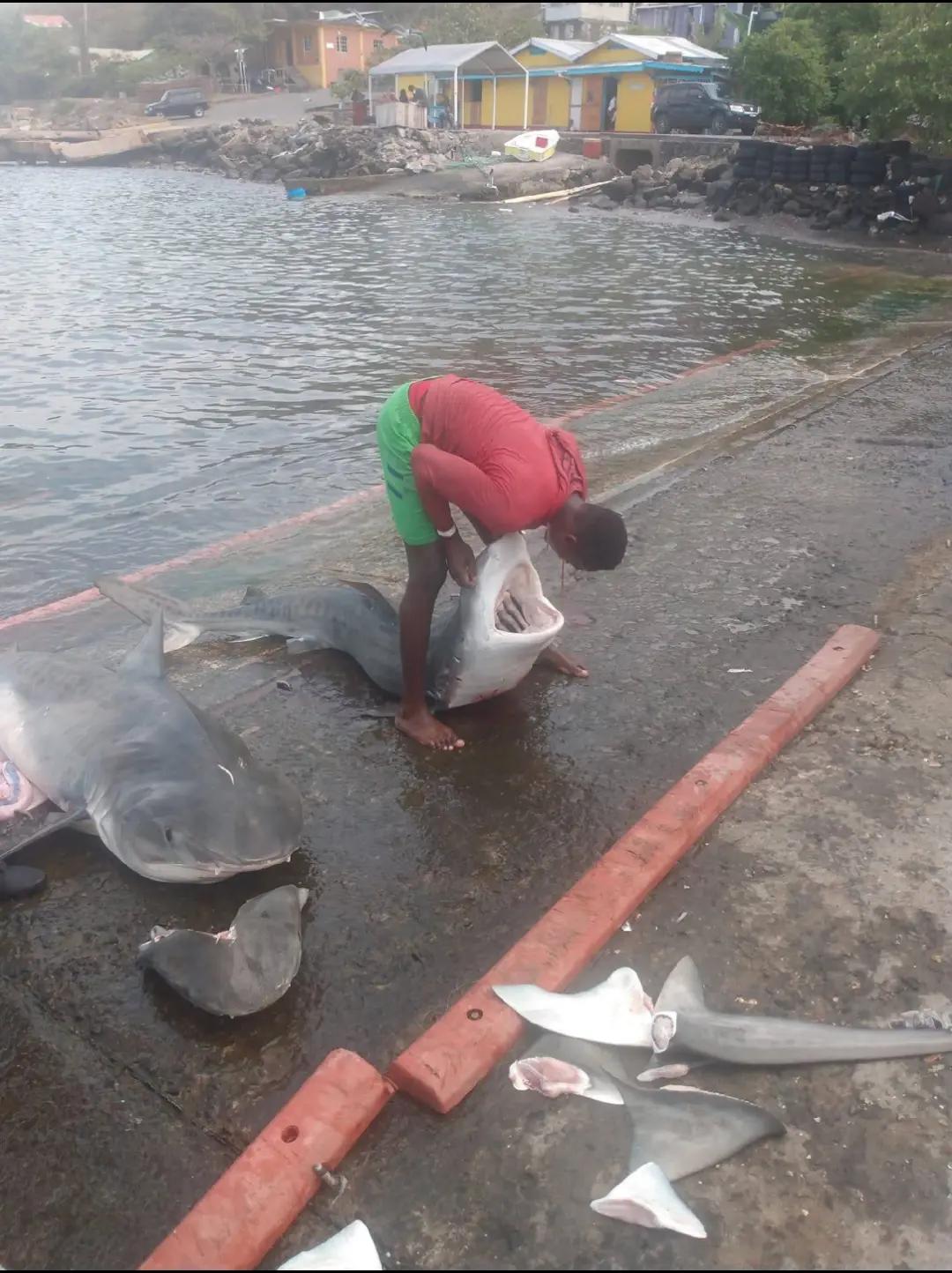 @🐋Mr destructive🇻🇨🐋
