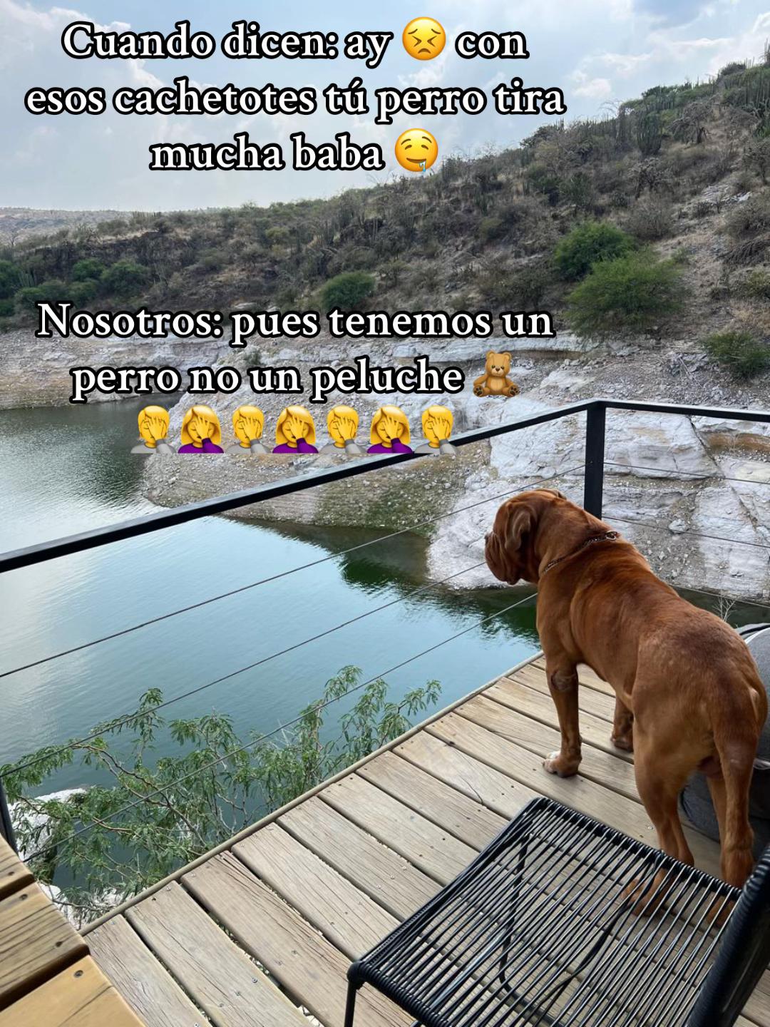 @Gaston el cachorro