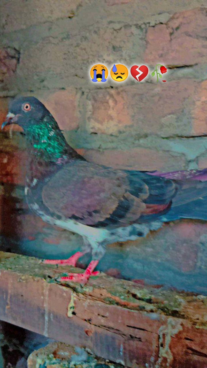 @کبوتر 🕊🕊باز🕊🕊