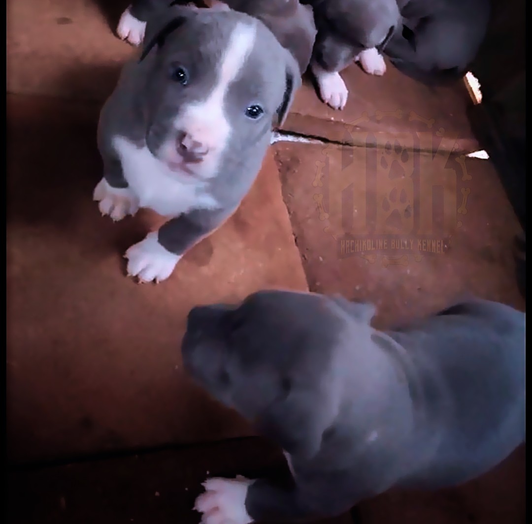 @HACHIKO LINE Bully Kennel