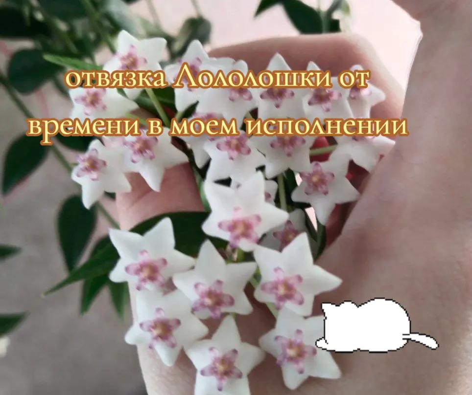 @^^shillalalalaXD