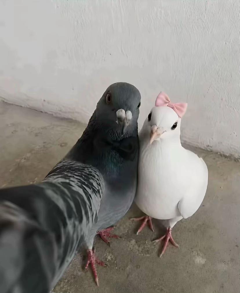 @متين