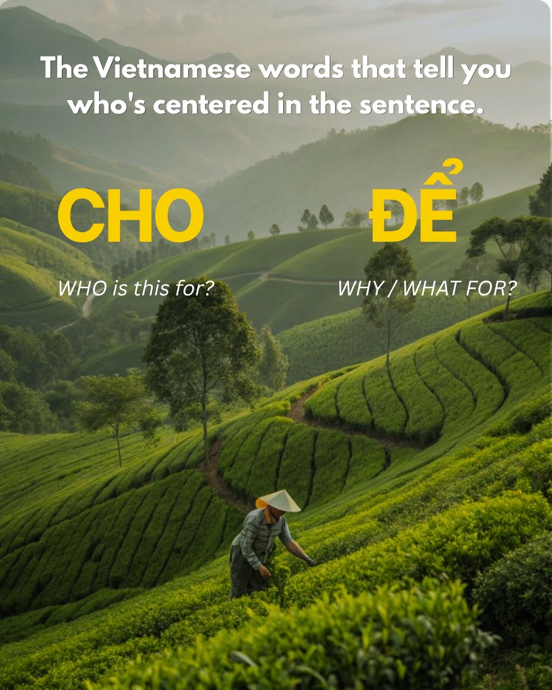 @survival.vietnamese