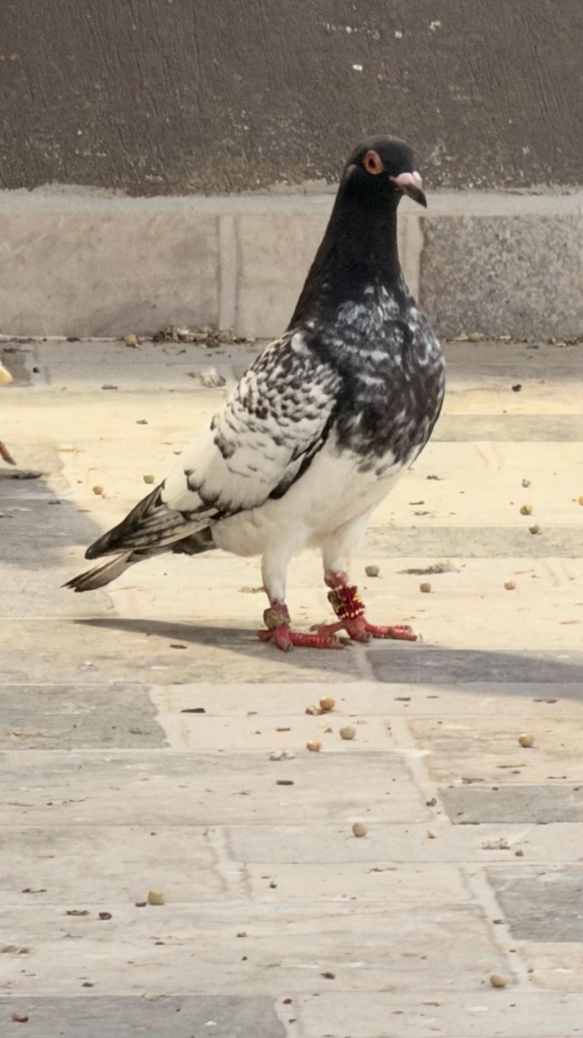 @Mustafa Korkutan