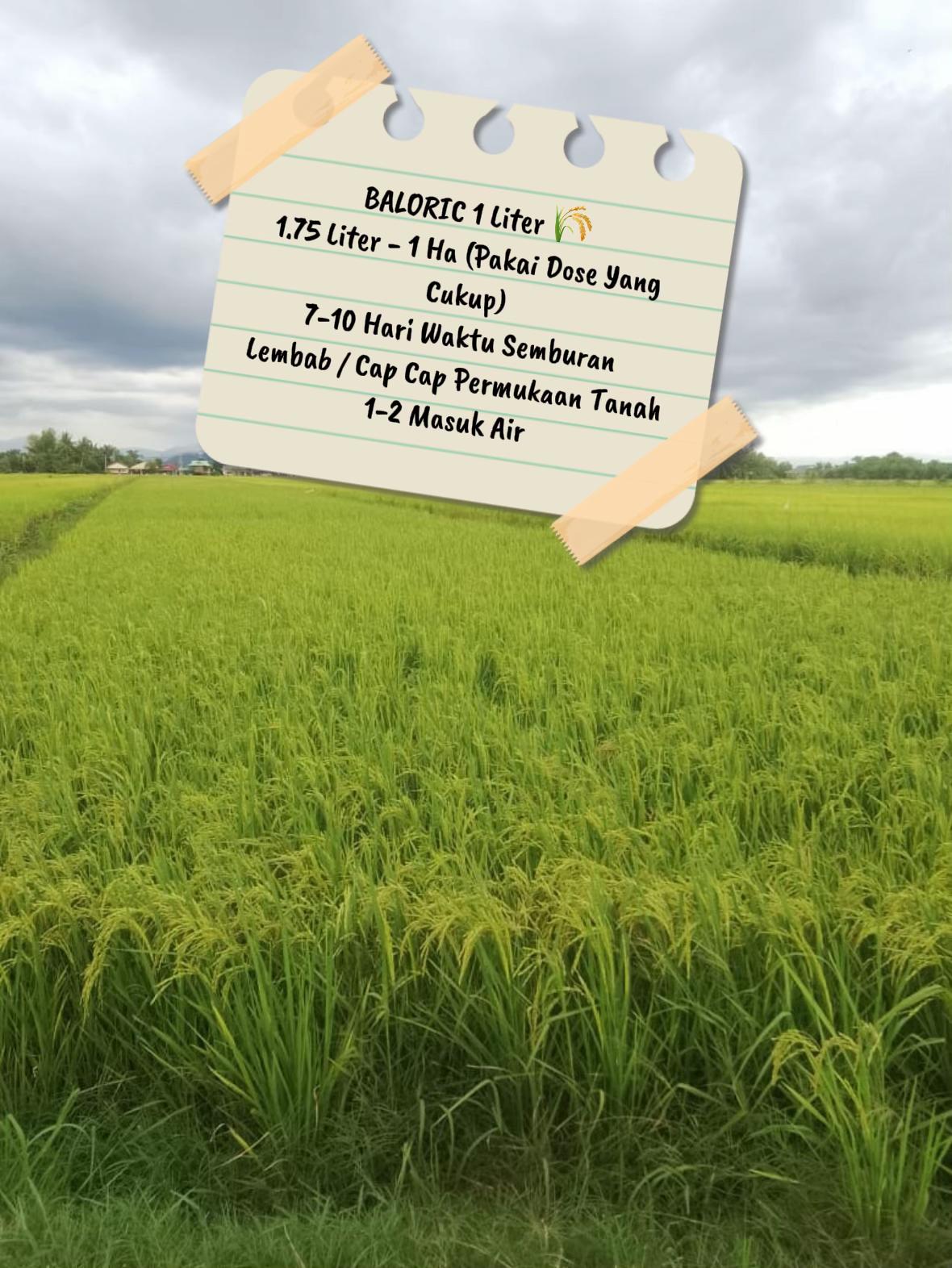 @CY Agriculture