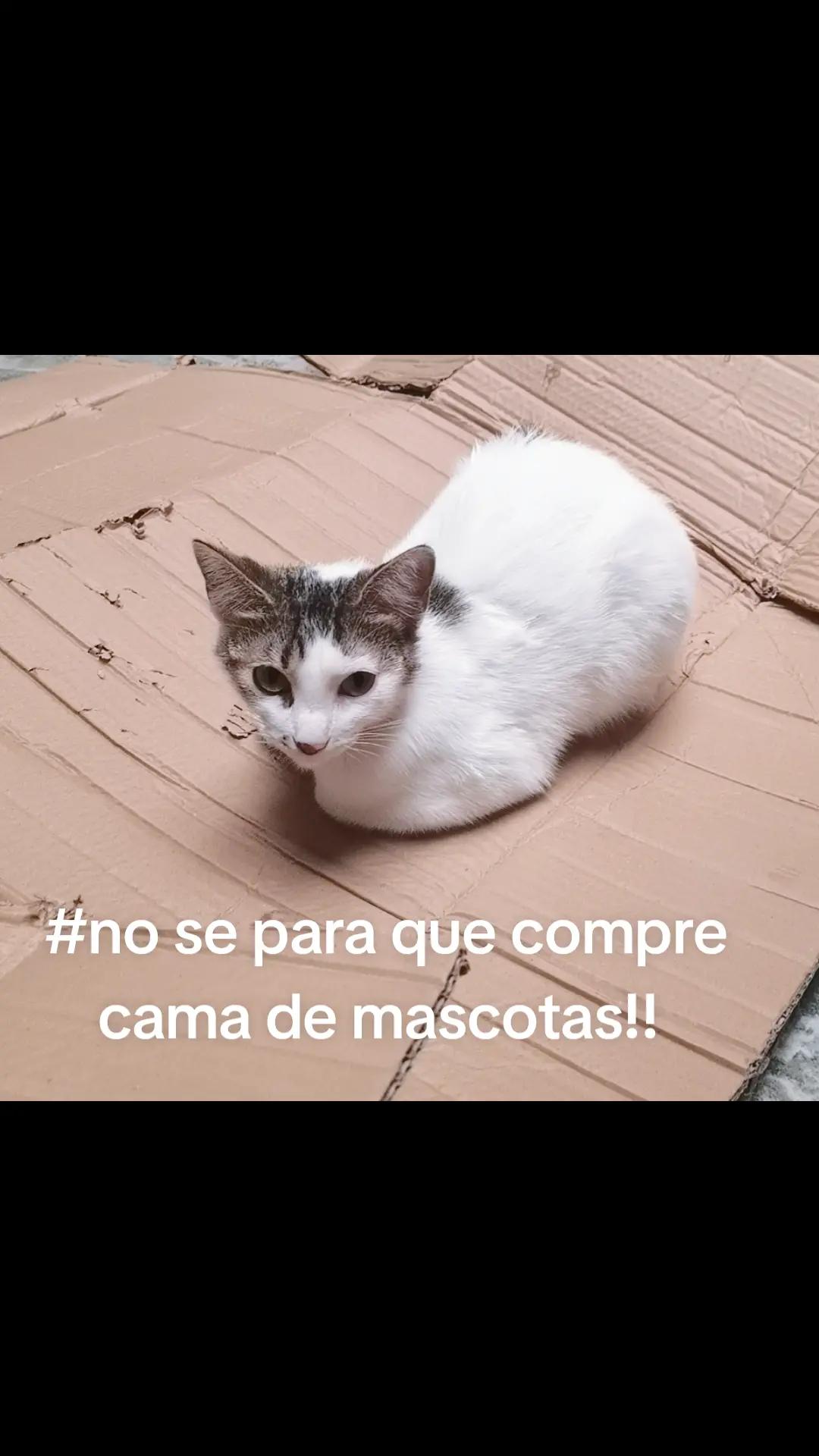 @gordita