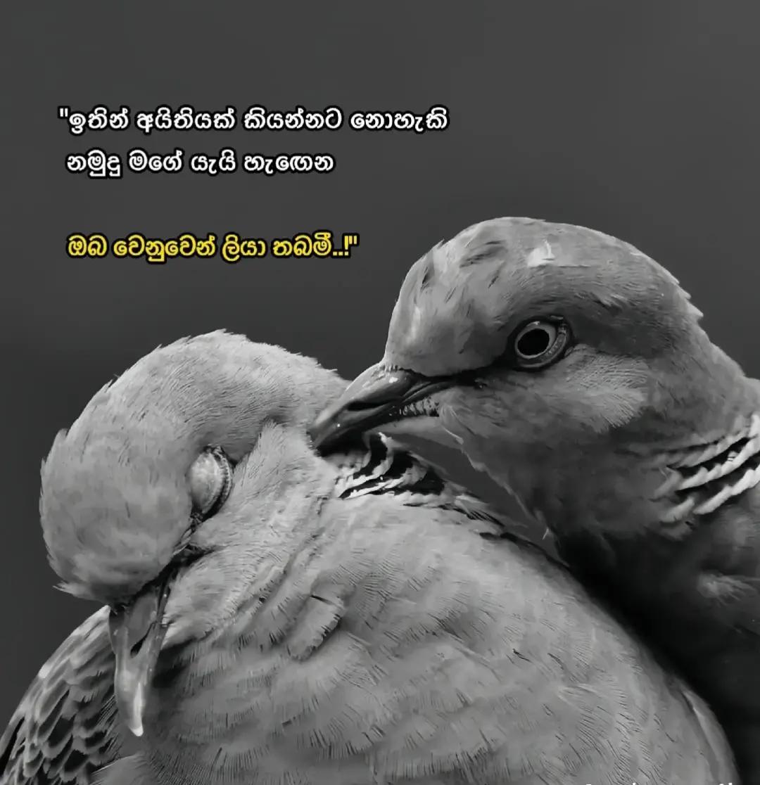 @🌺🌻🦋හිම දේව්දුව🌻🌼🦋