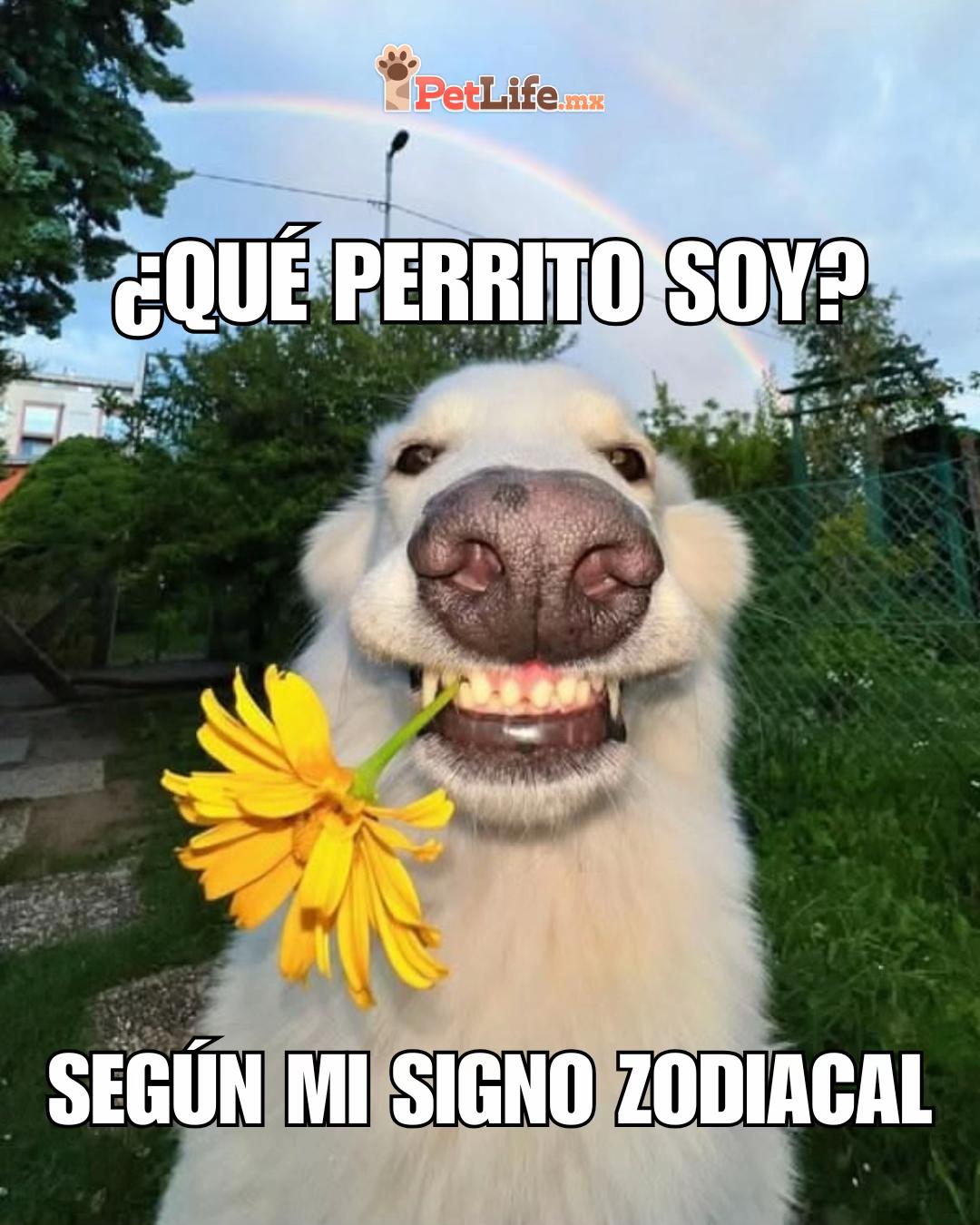 @Petlife