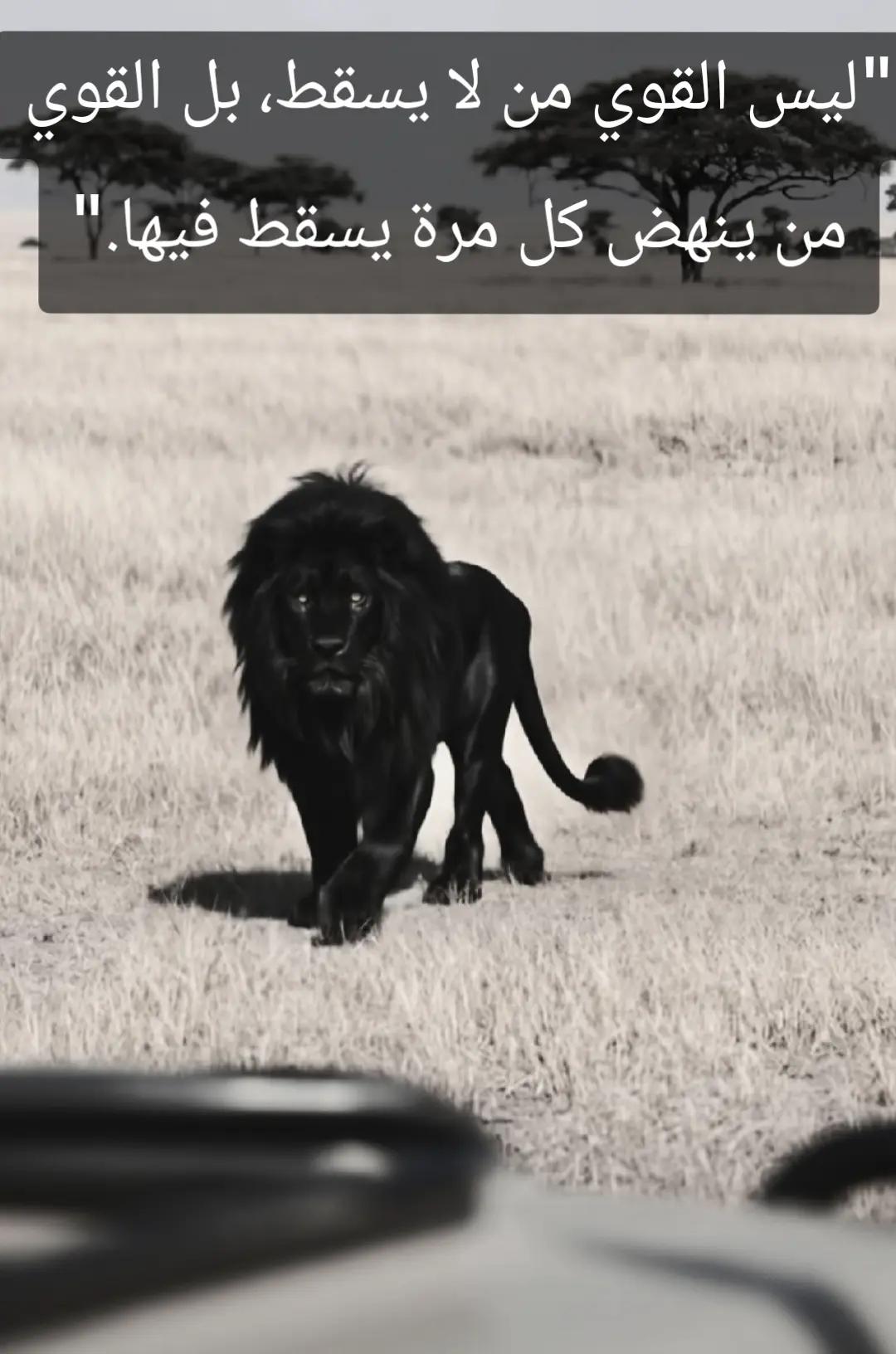 @🦁 scarface 🦁