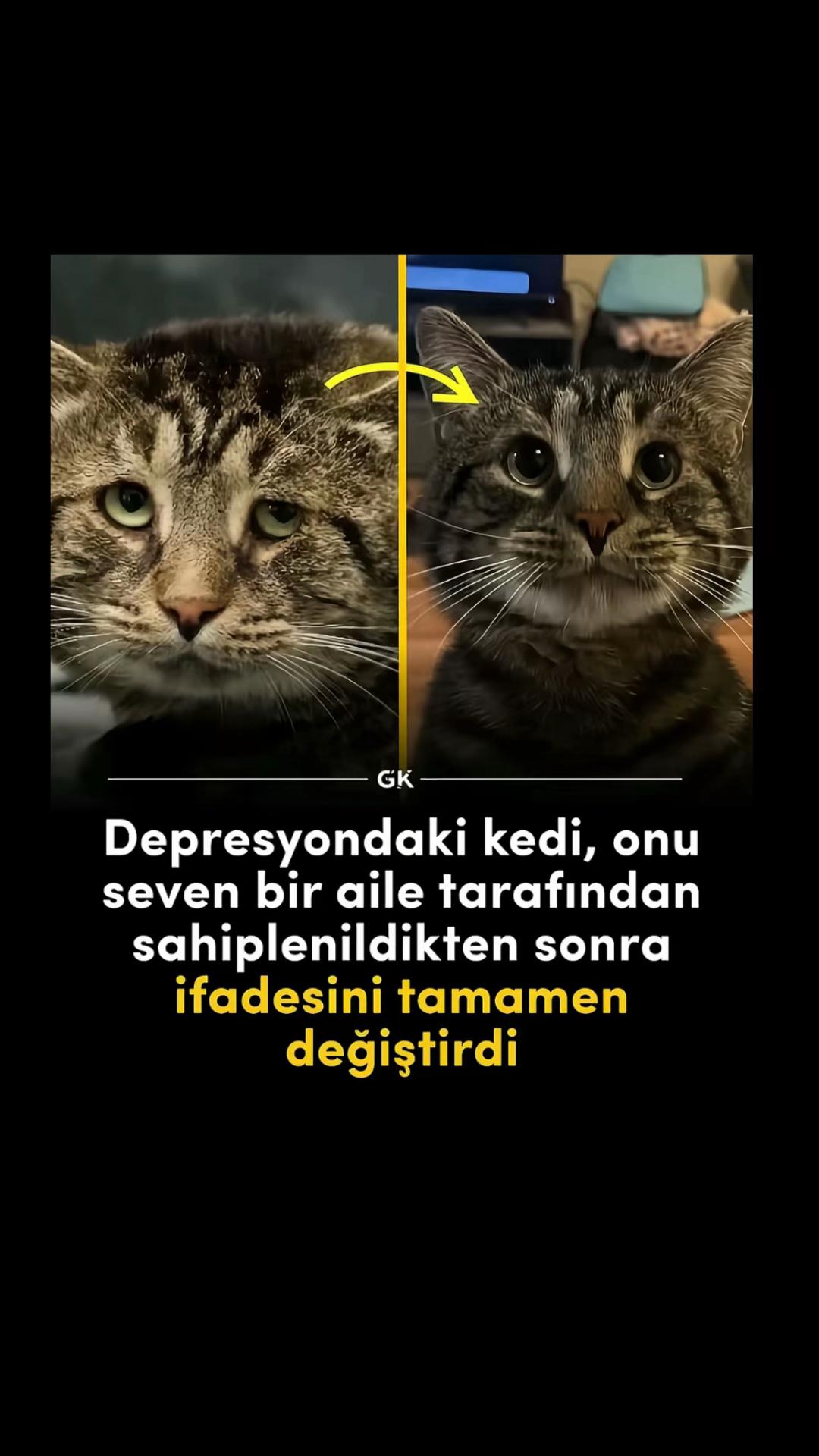 @gokbengunaydi