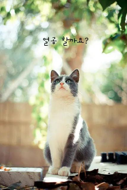 @용이