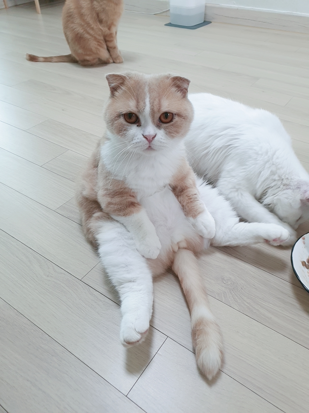 @8냥이 집사