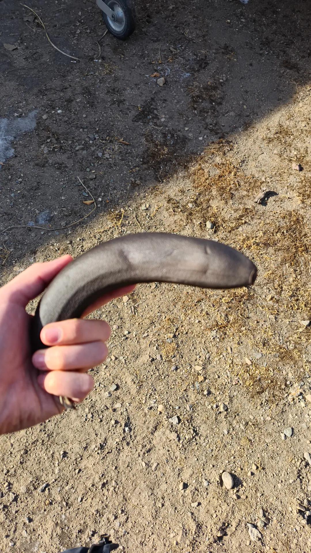 @bulbutron3000