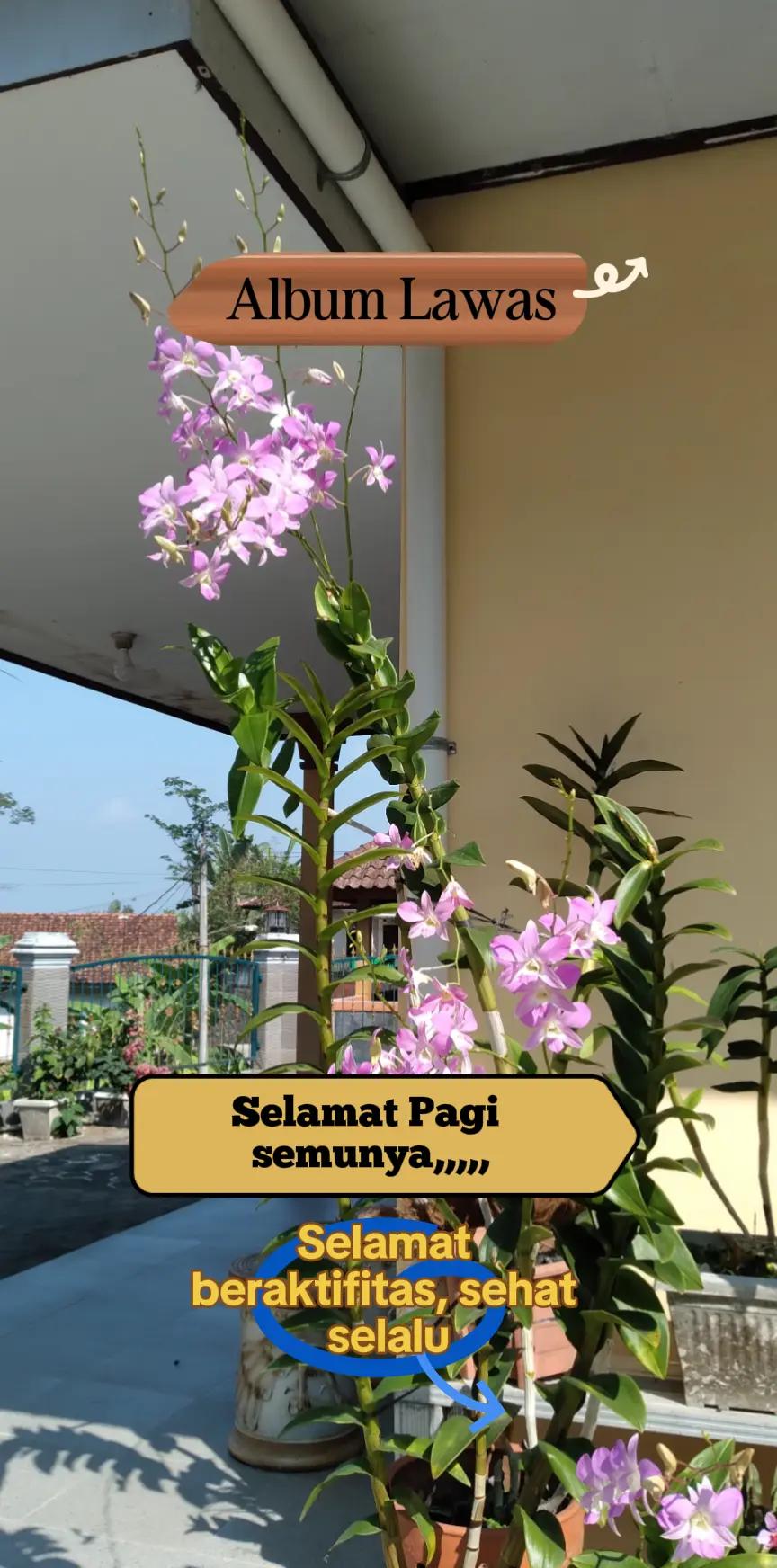 @SUCi