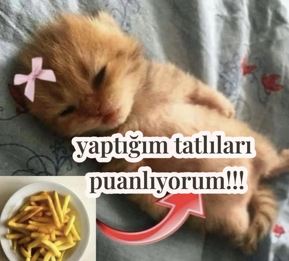 @eda ✩₊˚.⋆☾𓃠☽⋆⁺₊✧