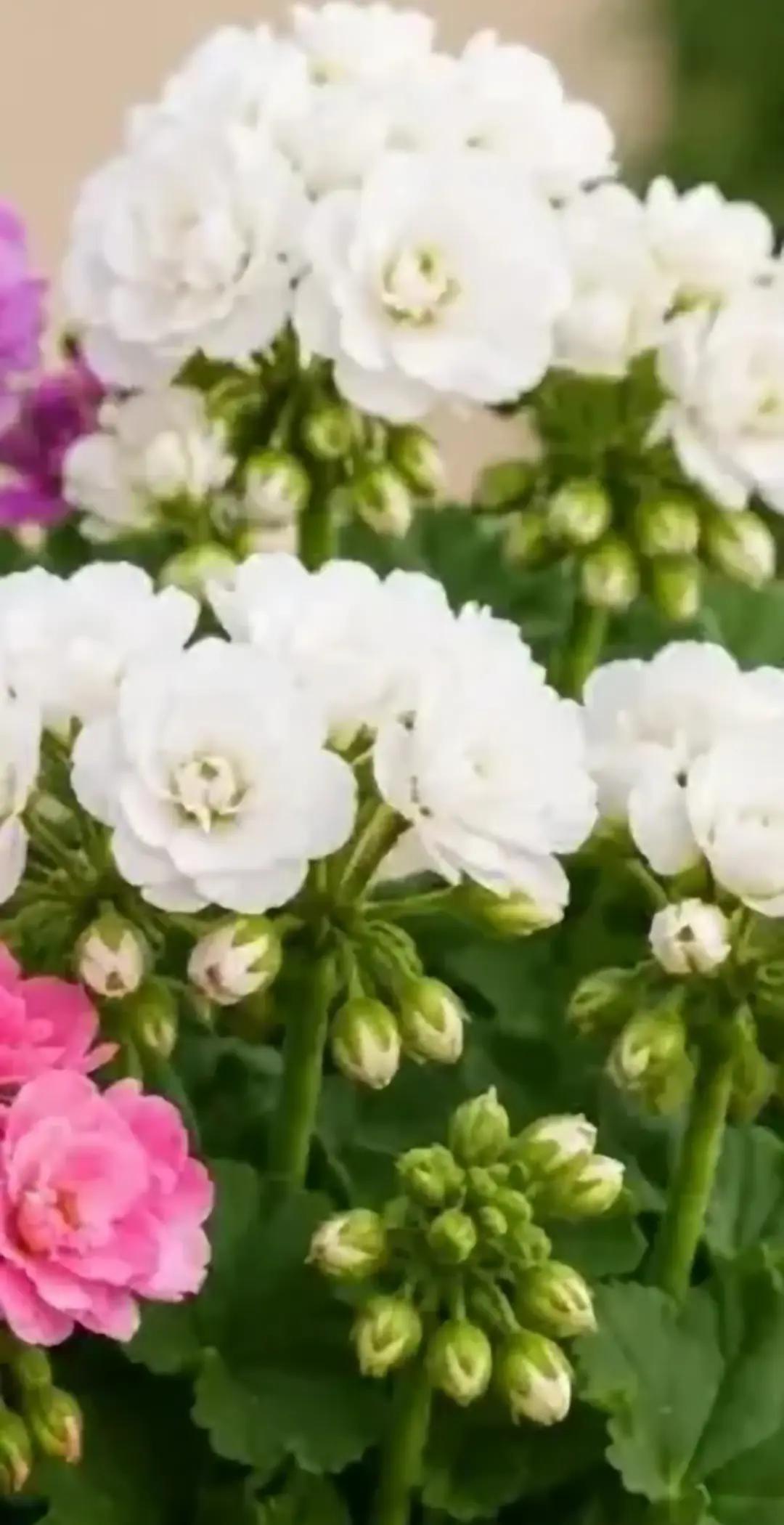 @NebihaAlparslan1975