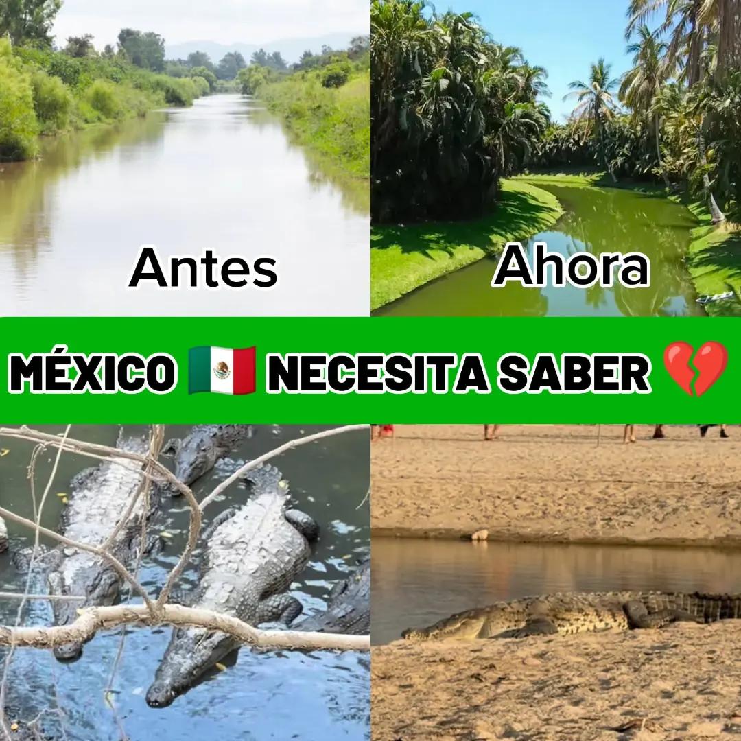 @La Banana Ambiental