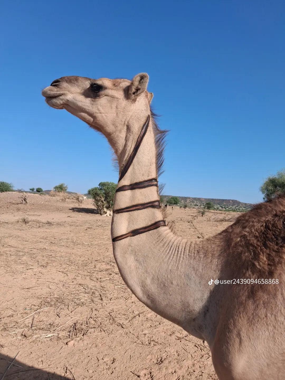 @حدير احمد ادم
