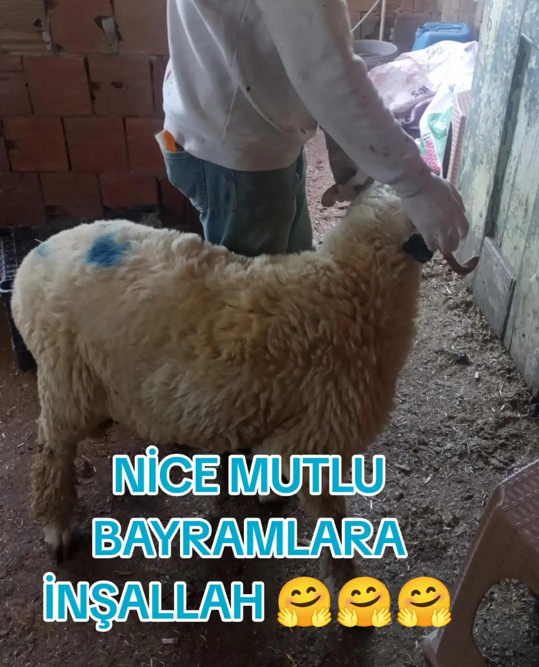 @NİHAT ERİM 🫶💯FATSA 52💯🫶💖