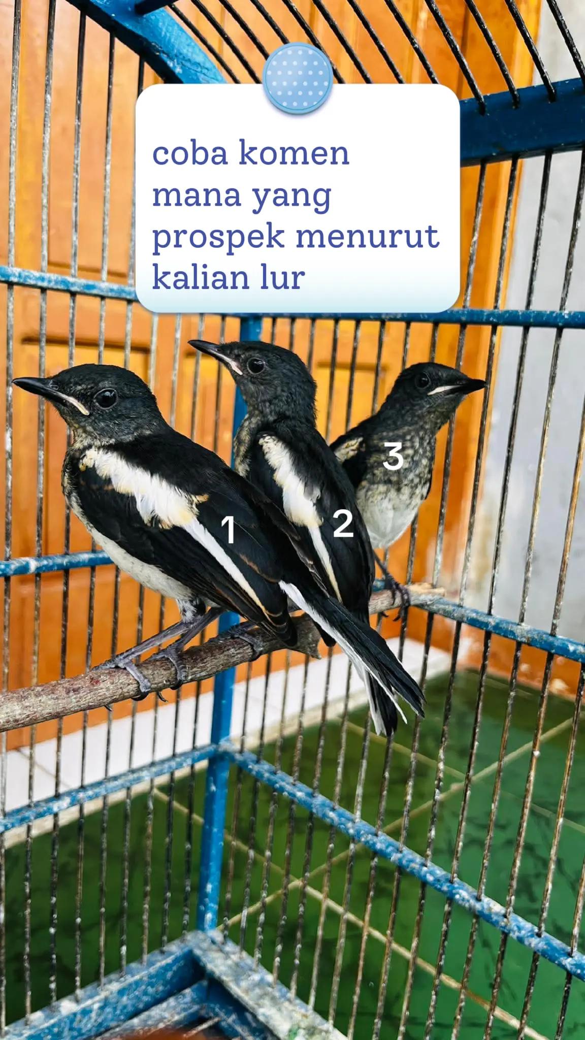 @dunia ternak