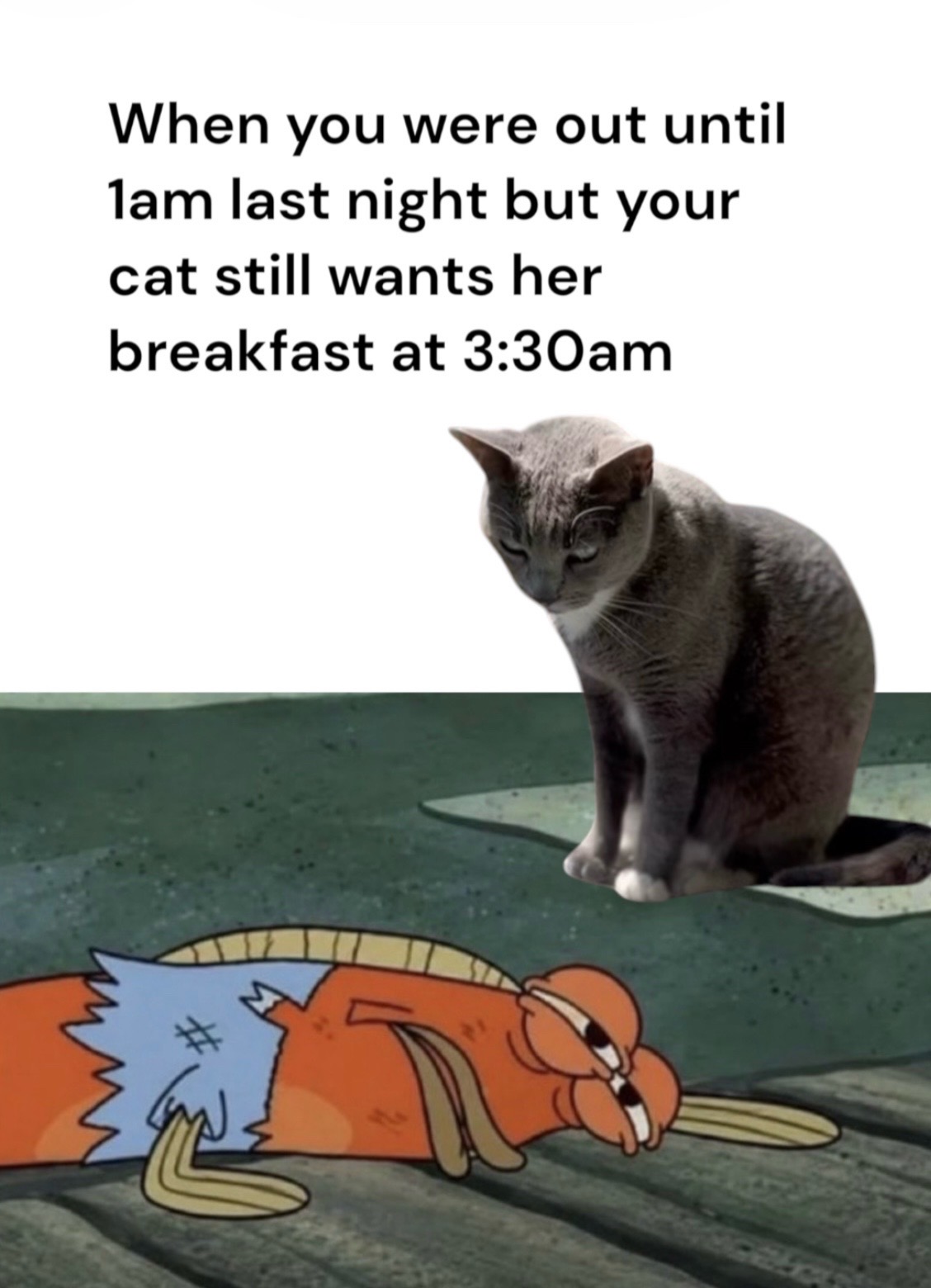 @purrfectinfluencer
